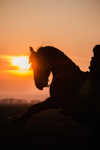 Horse silhouette jigsaw puzzle