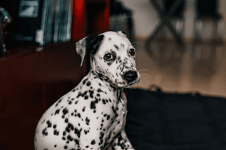 Baby Dalmatian jigsaw puzzle