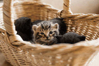 Kittens in a Basket jigsaw puzzle