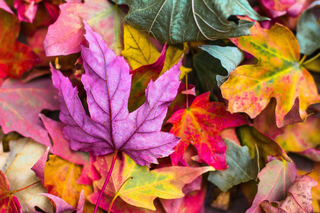 Colorful Fall Day jigsaw puzzle