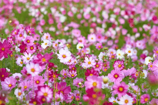 Cosmos Field jigsaw puzzle