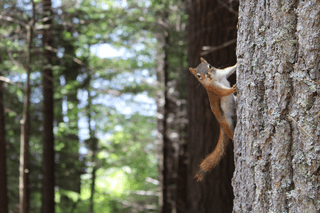 Cute Squirrel jigsaw puzzle