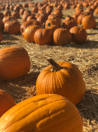 Field of pumpkins jigsaw puzzle