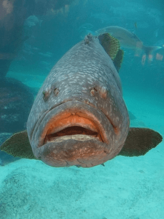 Fish face jigsaw puzzle
