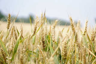 Wheat grains jigsaw puzzle