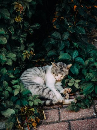 Drowsy Cat jigsaw puzzle