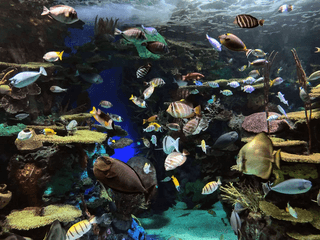 Aquarium Fish jigsaw puzzle