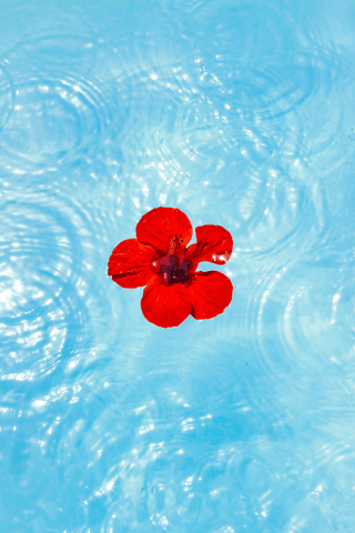 Red flower jigsaw puzzle