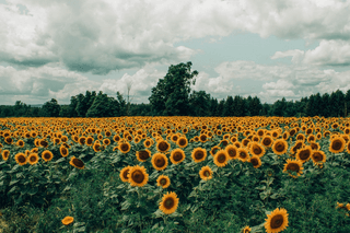 sunflower field jigsaw puzzle
