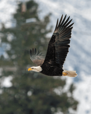 Flying Eagle jigsaw puzzle