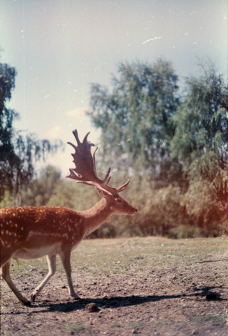 Axis Deer jigsaw puzzle