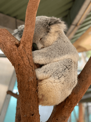 Fluffy Koala jigsaw puzzle