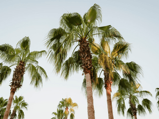 palm trees jigsaw puzzle