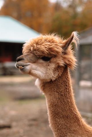 Cute Llama jigsaw puzzle