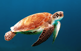 Sea Turtle jigsaw puzzle
