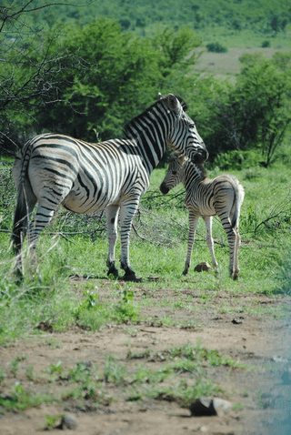 Little Zebra jigsaw puzzle