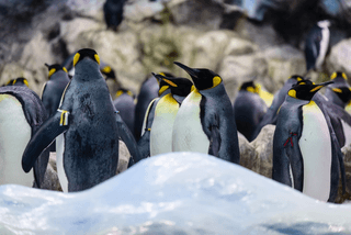 King Penguins jigsaw puzzle