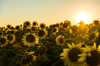 Sunflower Sunset jigsaw puzzle