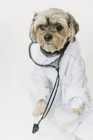 Doctor Dog jigsaw puzzle