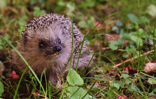 Hedgehog and Flowers jigsaw puzzle