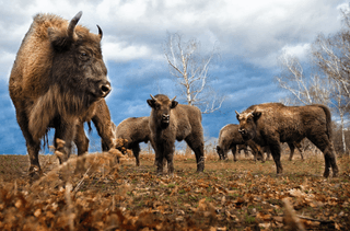 Bison Herd jigsaw puzzle