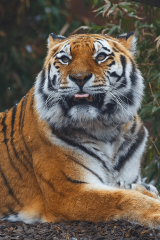Siberian Tiger  jigsaw puzzle