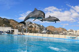 Baja Dolphins jigsaw puzzle