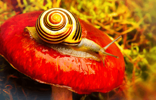 Snail Shell jigsaw puzzle