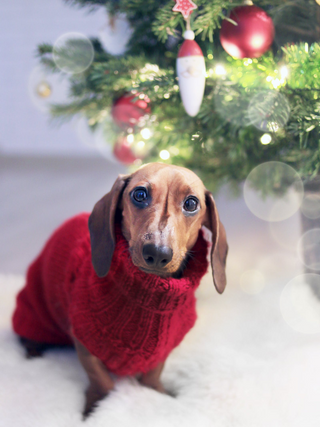 Festive dog jigsaw puzzle