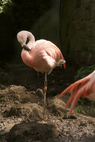 Pink Flamingo jigsaw puzzle