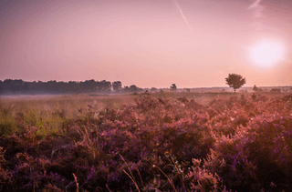Heather Field jigsaw puzzle