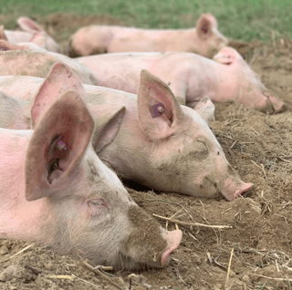 Snoozing Pigs jigsaw puzzle