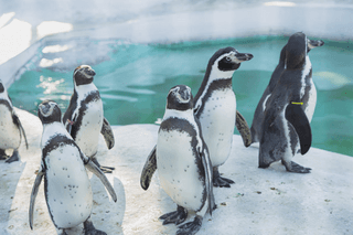 Penguins jigsaw puzzle