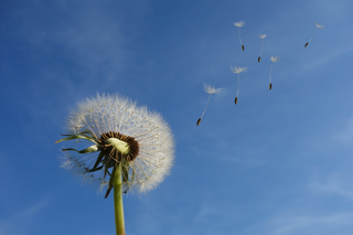 Dandelion jigsaw puzzle