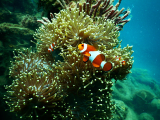 Clown fish  jigsaw puzzle