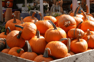 Pumpkin Collection jigsaw puzzle