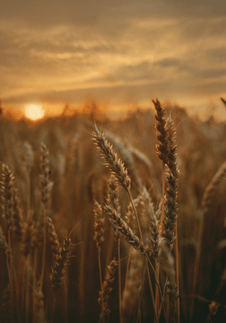 Wheat grain jigsaw puzzle