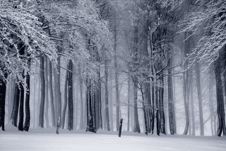 Forest jigsaw puzzle