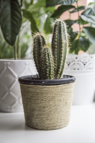 Cactus  jigsaw puzzle
