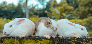 Three Rabbits jigsaw puzzle