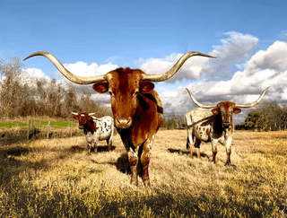 Texas Longhorn jigsaw puzzle