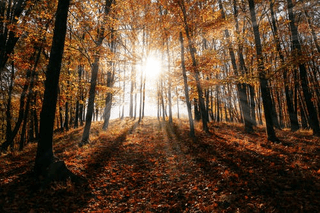 Autumn Sun jigsaw puzzle