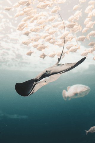 black sting ray jigsaw puzzle