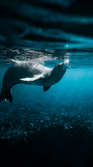 Black Seal jigsaw puzzle