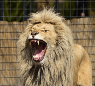 A lion jigsaw puzzle