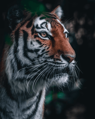 Tiger Portrait jigsaw puzzle