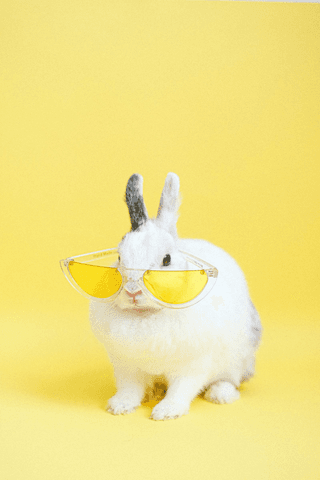 Cool bunny jigsaw puzzle