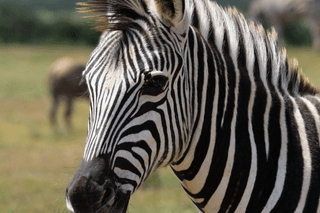 Zebra close up jigsaw puzzle
