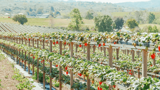 Strawberry farm jigsaw puzzle