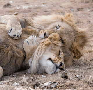 Pair of Lions jigsaw puzzle